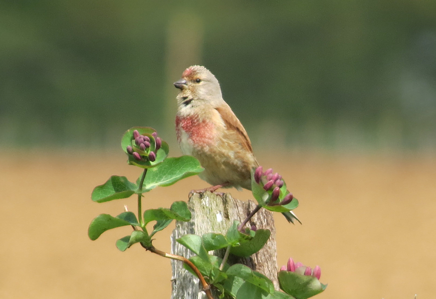 Linnet-small-songbird-that-breeds-in-the-bushes-on-Noddle-Hill