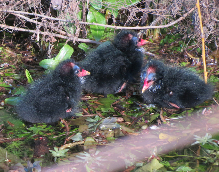 Moorhen-chicks-a-waterbird-that-lives-on-the-ponds