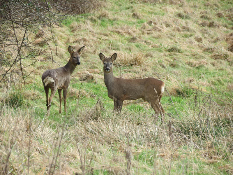 Roe-Deer-a-small-group-live-on-Noddle-Hill-reserve