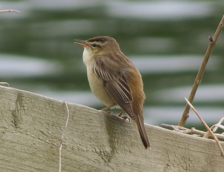 Sedge-Warbler-songbird-that-migrates-from-Africa-to-breed-in-the-bushes-brambles-at-Noddle-Hill