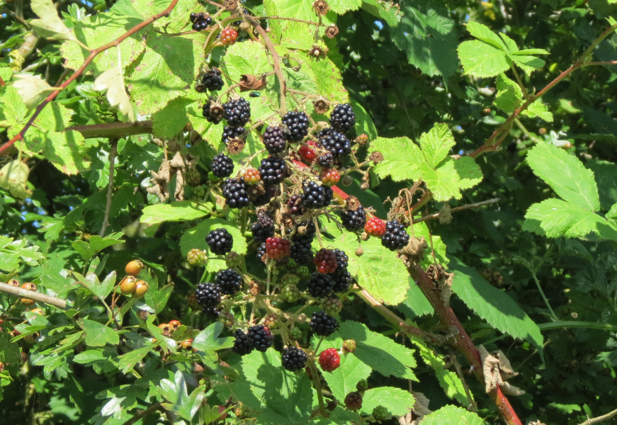 Wild-blackberries