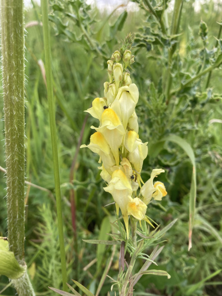 Yellow-Toadflax-aka-Wild-Snapdragon-a-wildflower