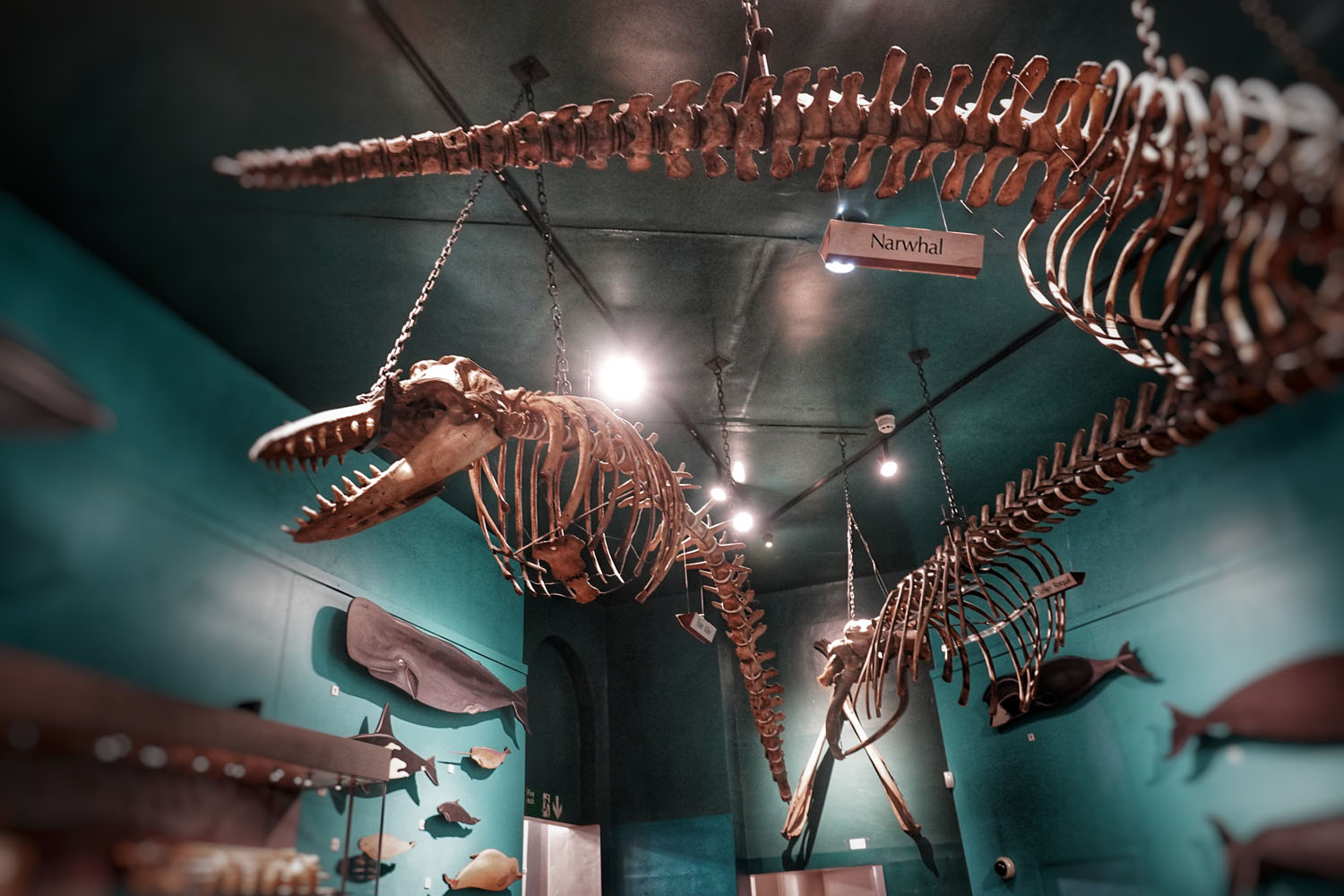 Whale skeletons in the Hull Maritime Museum.