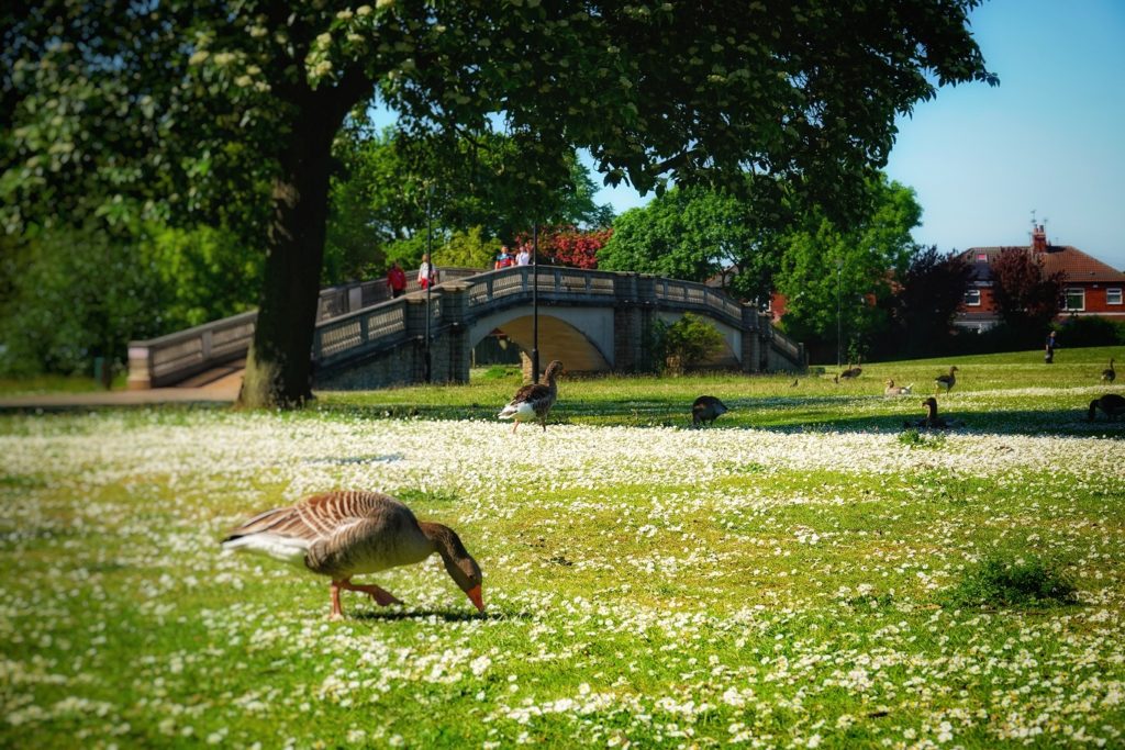 East Park in Hull