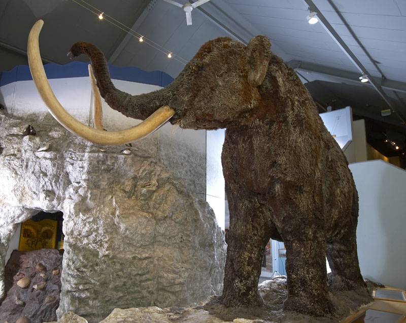 Full-size model of a woolly mammoth at Hull and East Riding Museum.