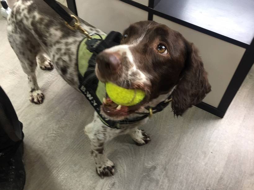 Scamp the sniffer dog who helped uncover a haul of illegal tobacco worth £11,000.