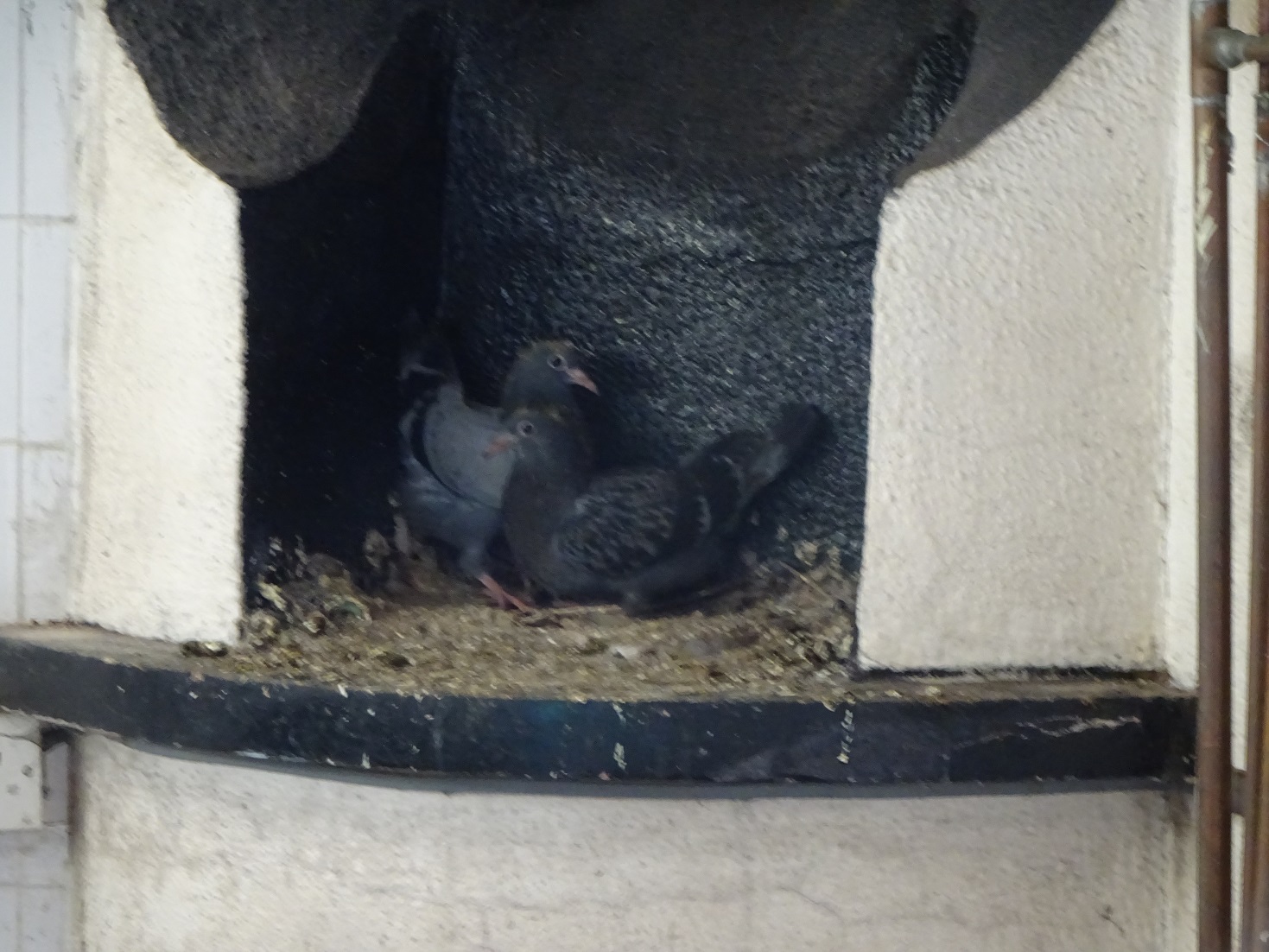 Birds’ nests found within the food storage and preparation area at Prima.