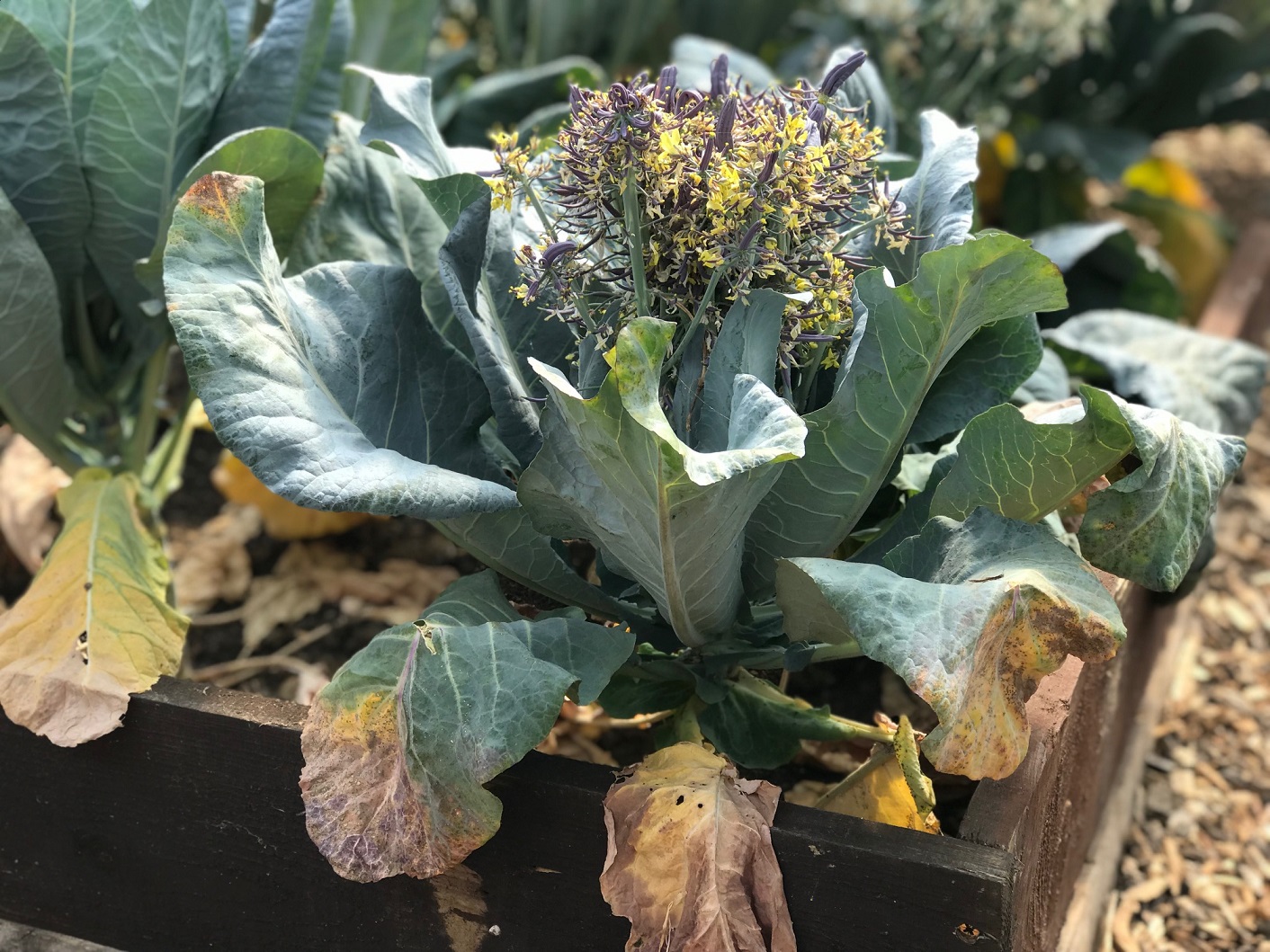 Constable Street allotment features a diverse and beautiful range of plants.