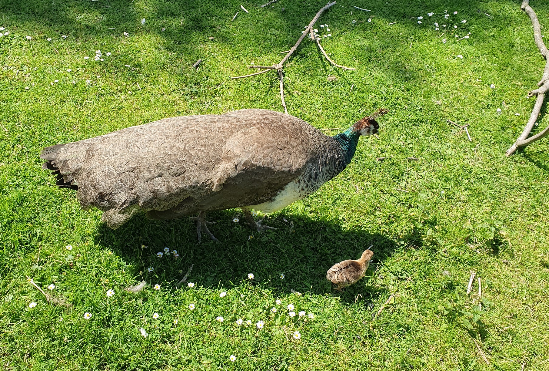 A peacock in East Park.