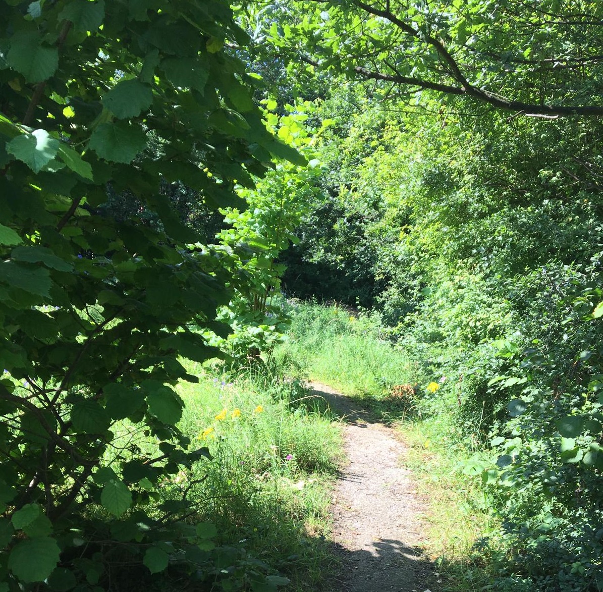 A wildlife garden is tucked away in a corner of Pearson Park.