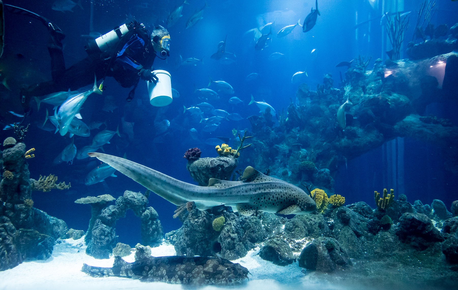 A zebra shark and diver at The Deep in Hull.