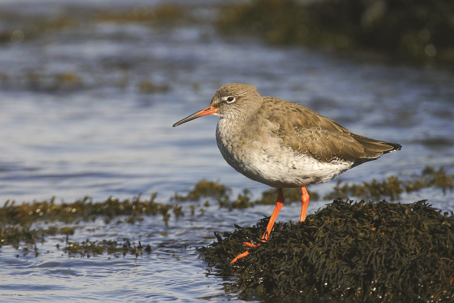A redshank. Picture Tom Marshall