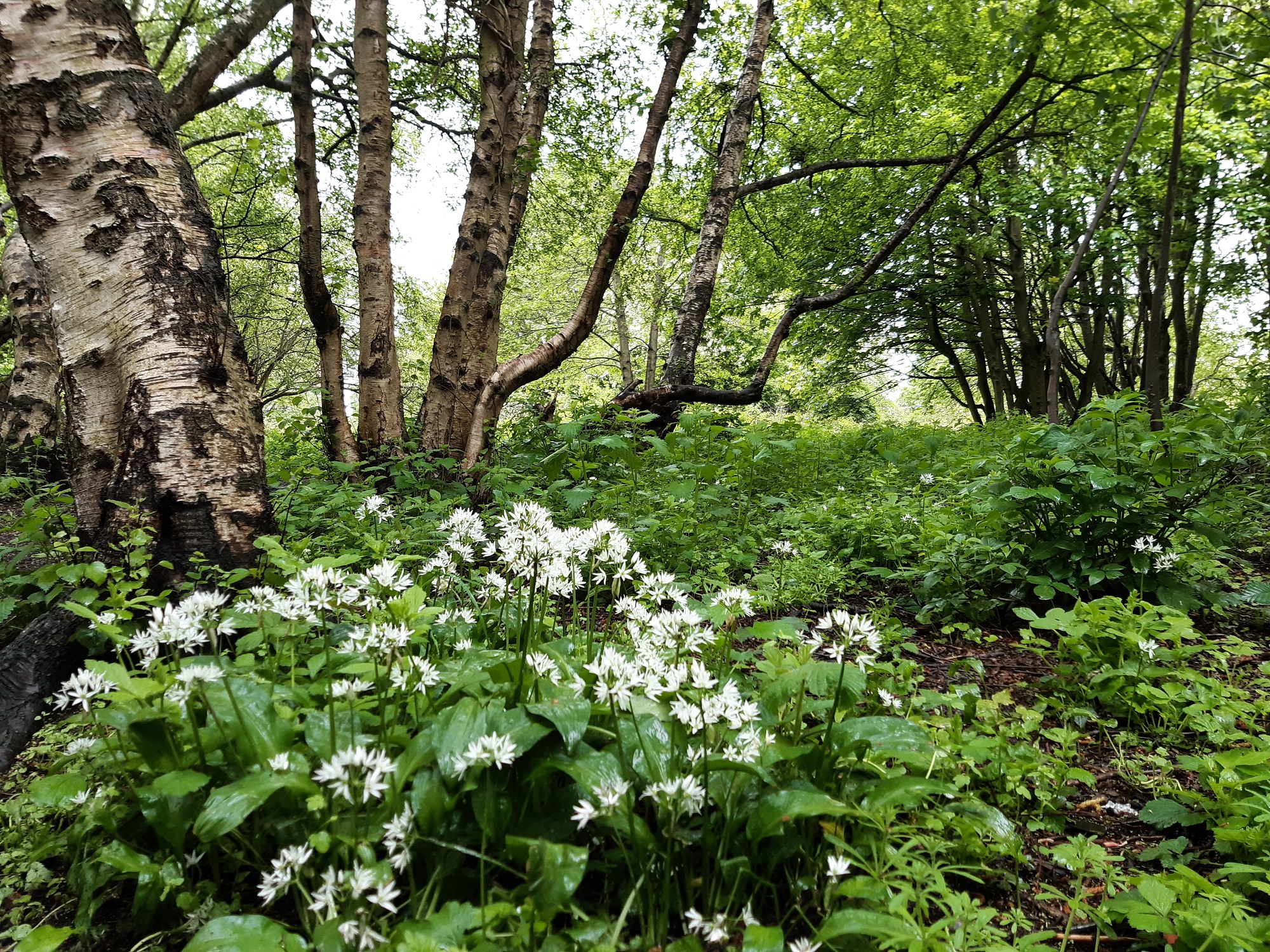 A green wooded area